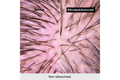Loreal Professionnel Scalp Advanced Anti-Discomfort Treatment bottle, 200mL, designed to soothe and refresh the scalp.